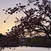 皇居の桜（竹橋付近）４