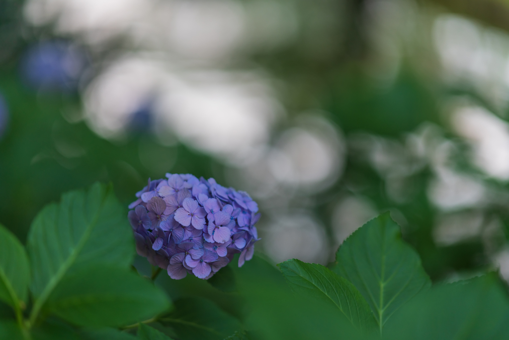 水辺の紫陽花２