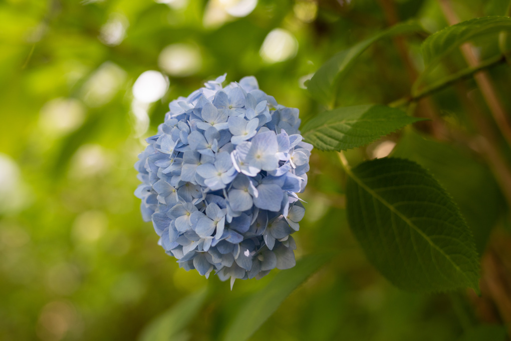 旬花（紫陽花）