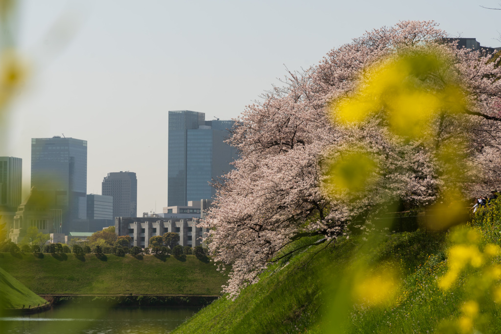 皇居の桜の思い出
