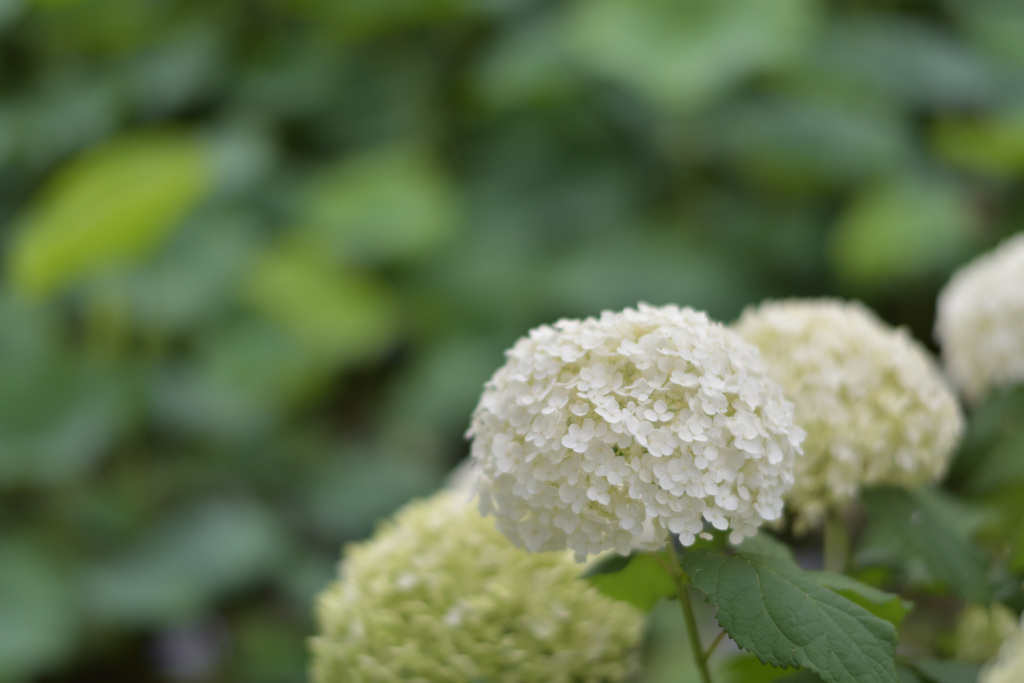 紫陽花１０（上野公園）