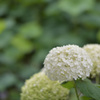 紫陽花１０（上野公園）