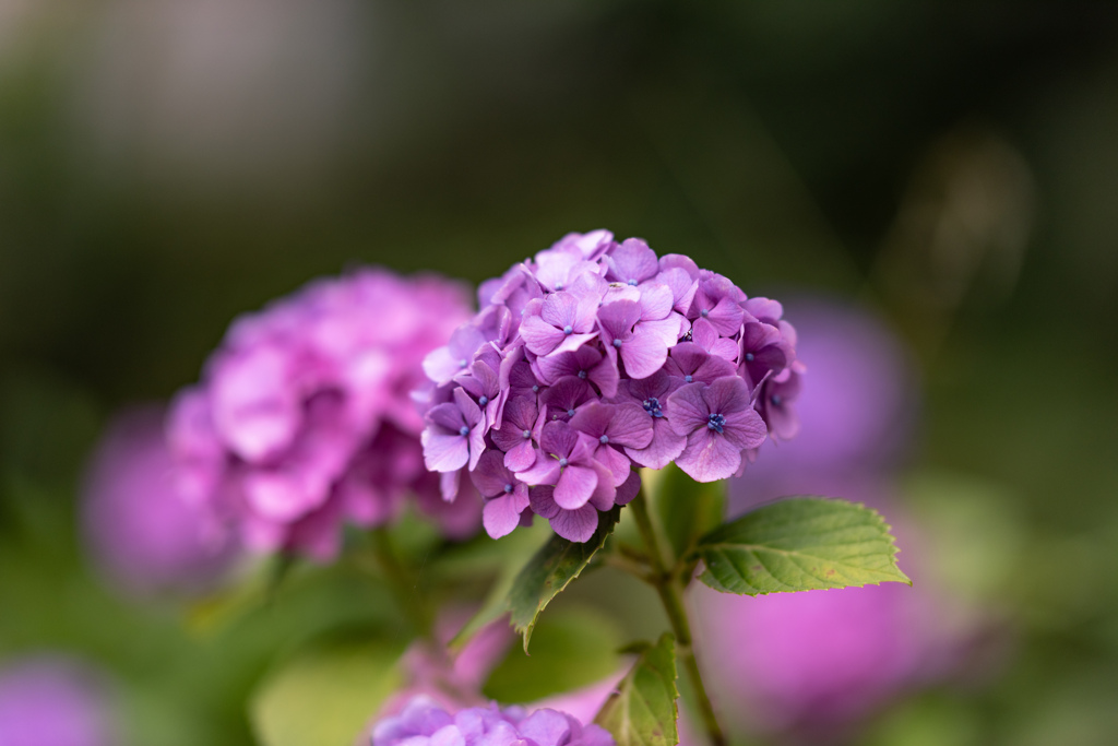 紫陽花４（近所の公園）
