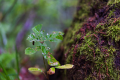 苔むした木２