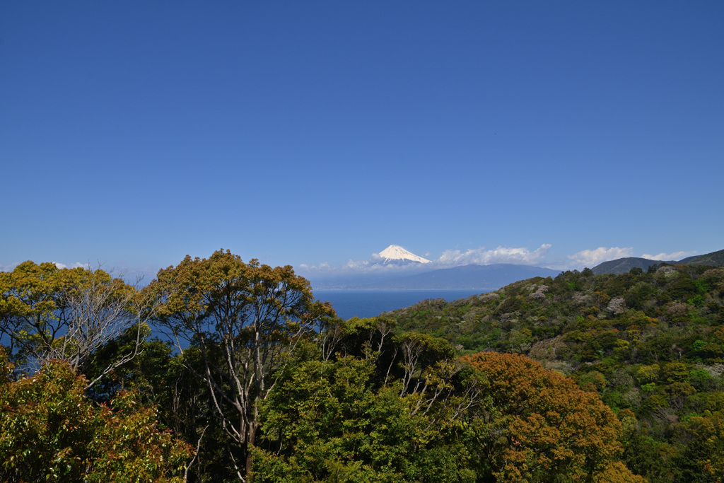 伊豆半島からの富士