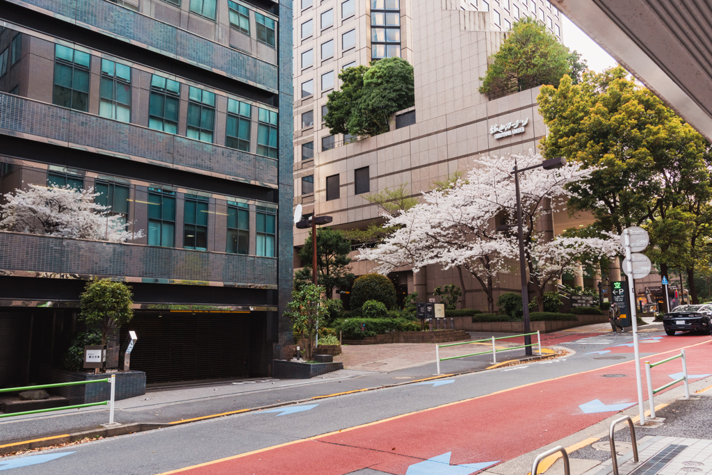 神谷町の桜２