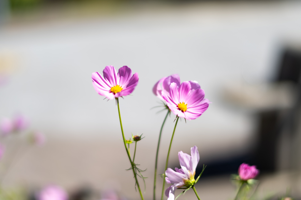 秋桜 （コスモス）