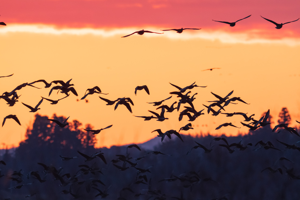 ガン類の塒立ち（2025年師走）４