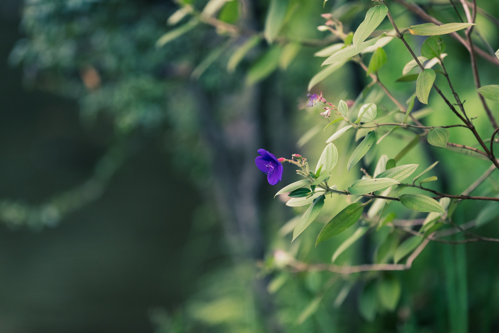 一輪の花