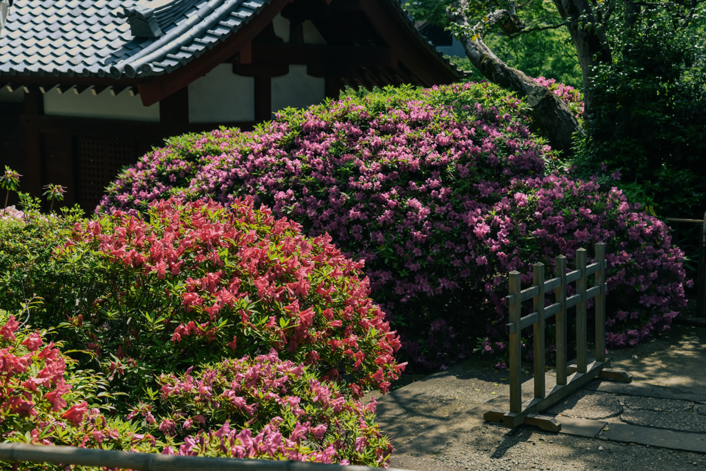 花咲く寺（護国寺）１２