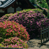 花咲く寺（護国寺）１２