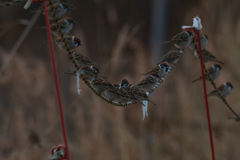 鈴なりの雀さん達２