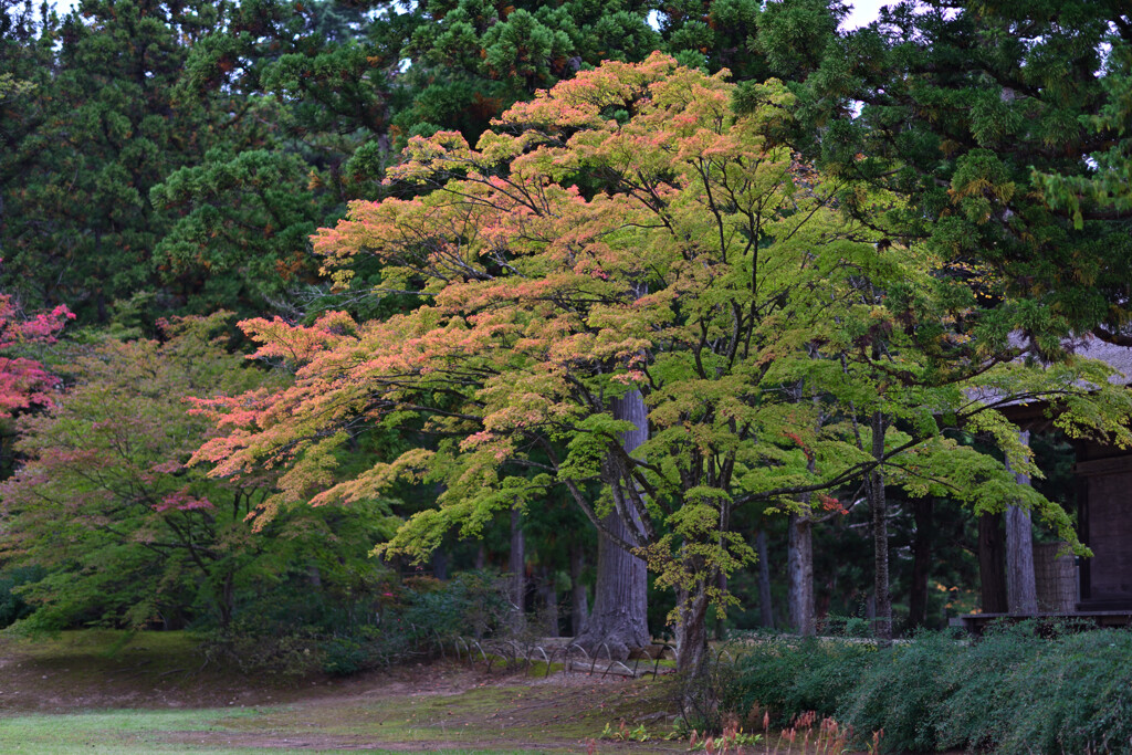 色づく紅葉３