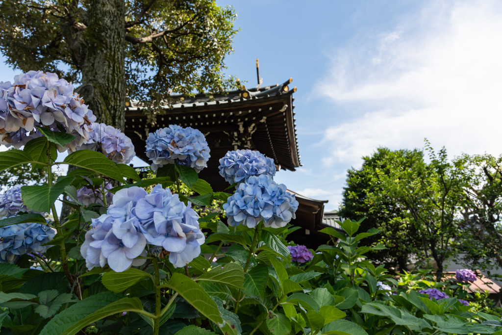 紫陽花（白山神社）