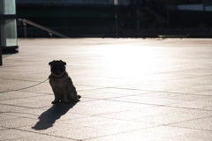 愛犬シルエット