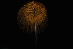 夏の夜に咲く花１２