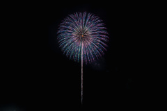 夏の夜に咲く花３０