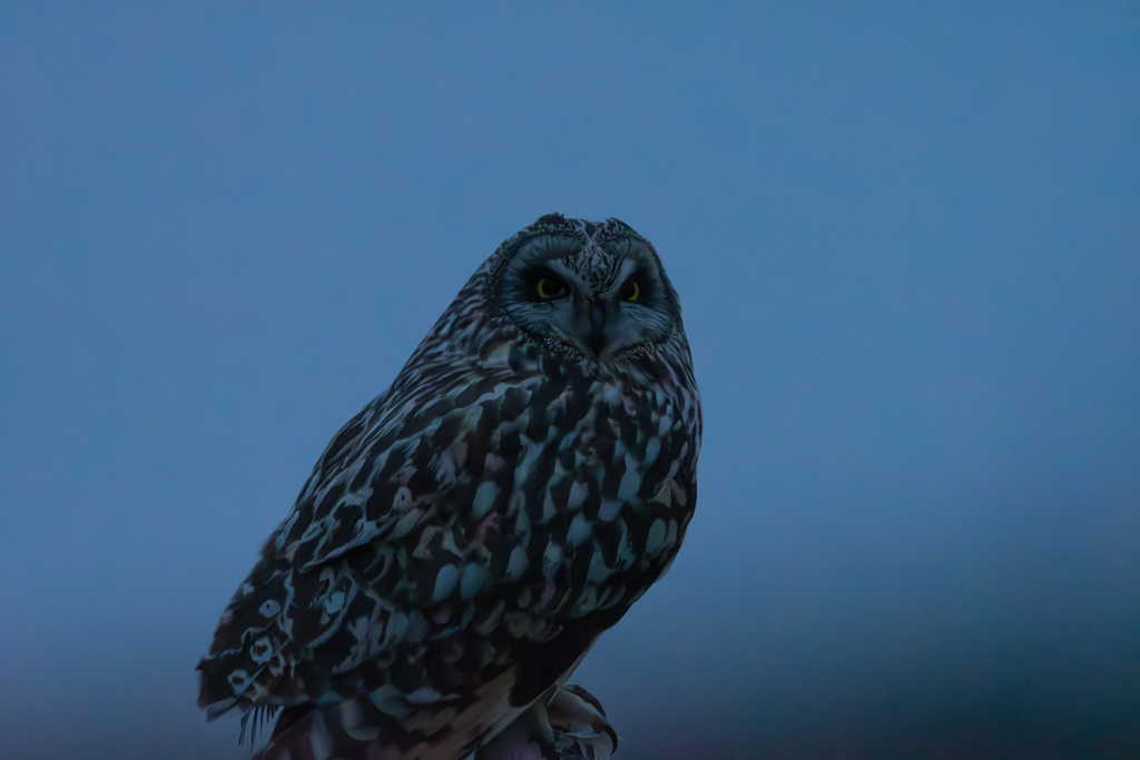夕闇時のコミミさん