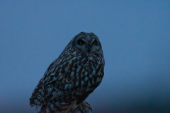 夕闇時のコミミさん