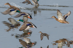 水鳥の舞３