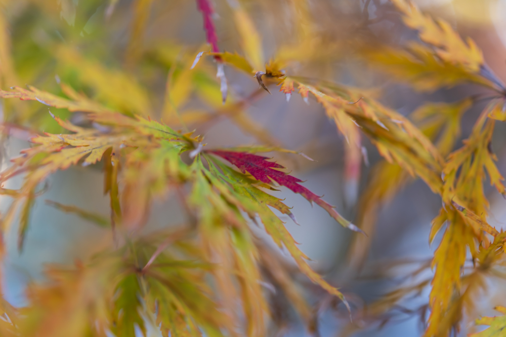 秋の切り取り３