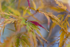 秋の切り取り３