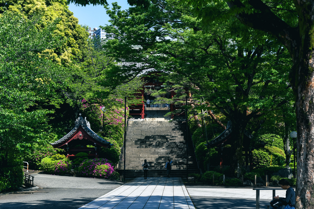 花咲く寺（護国寺）