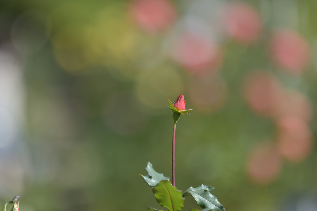 薔薇（旧古河庭園）３