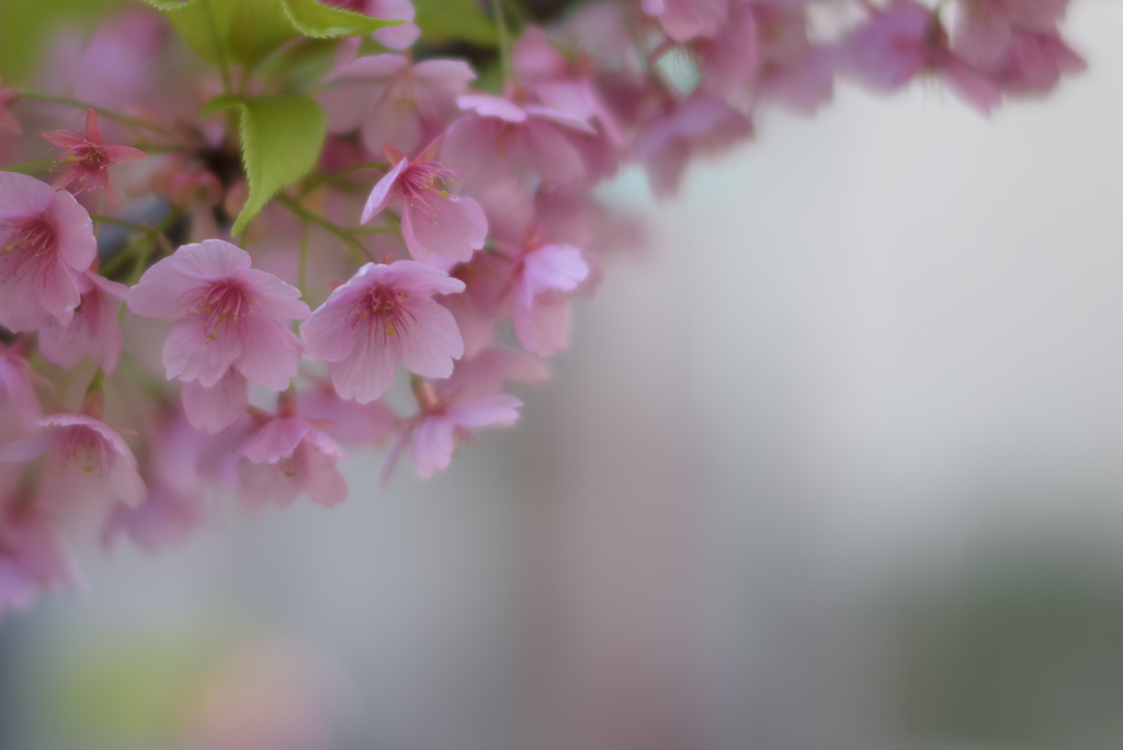 桜咲く