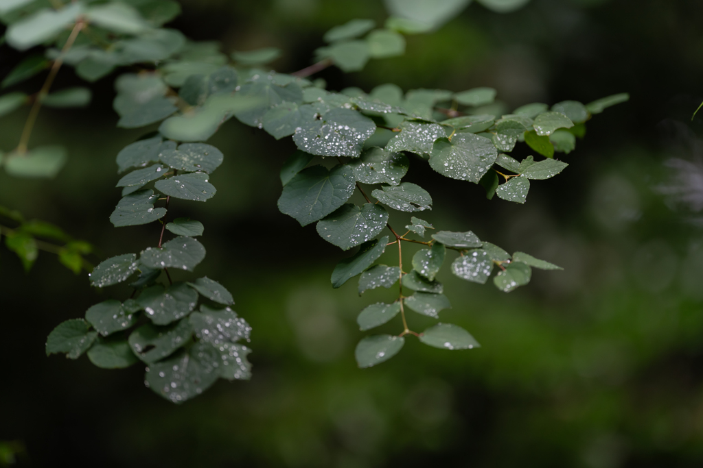 Wet Leaves