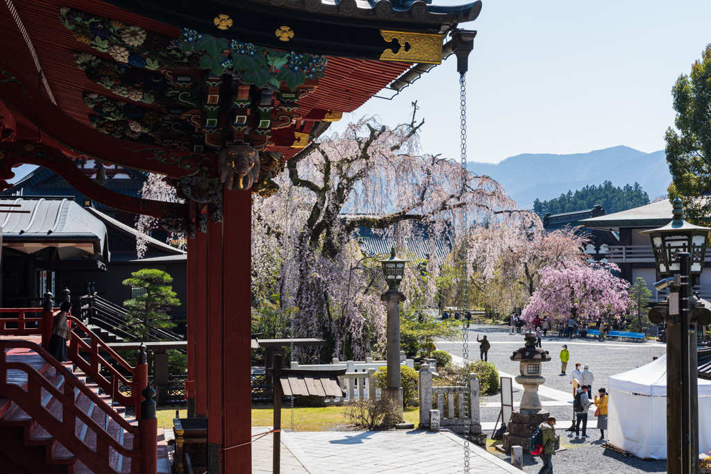 春の久遠寺