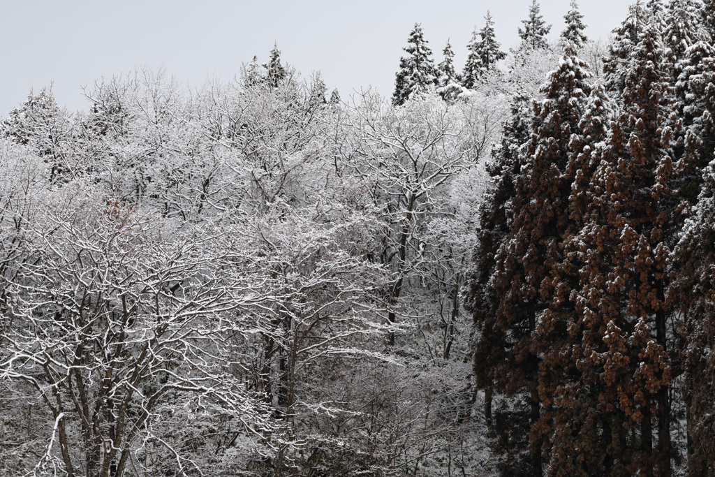 上北地方雪景色-2