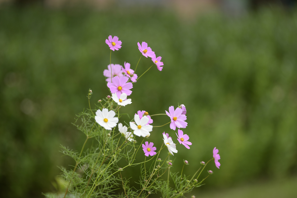 秋桜（コスモス）2022