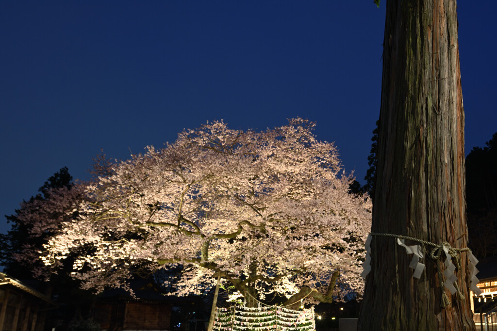 高麗神社の御神木ツーショット