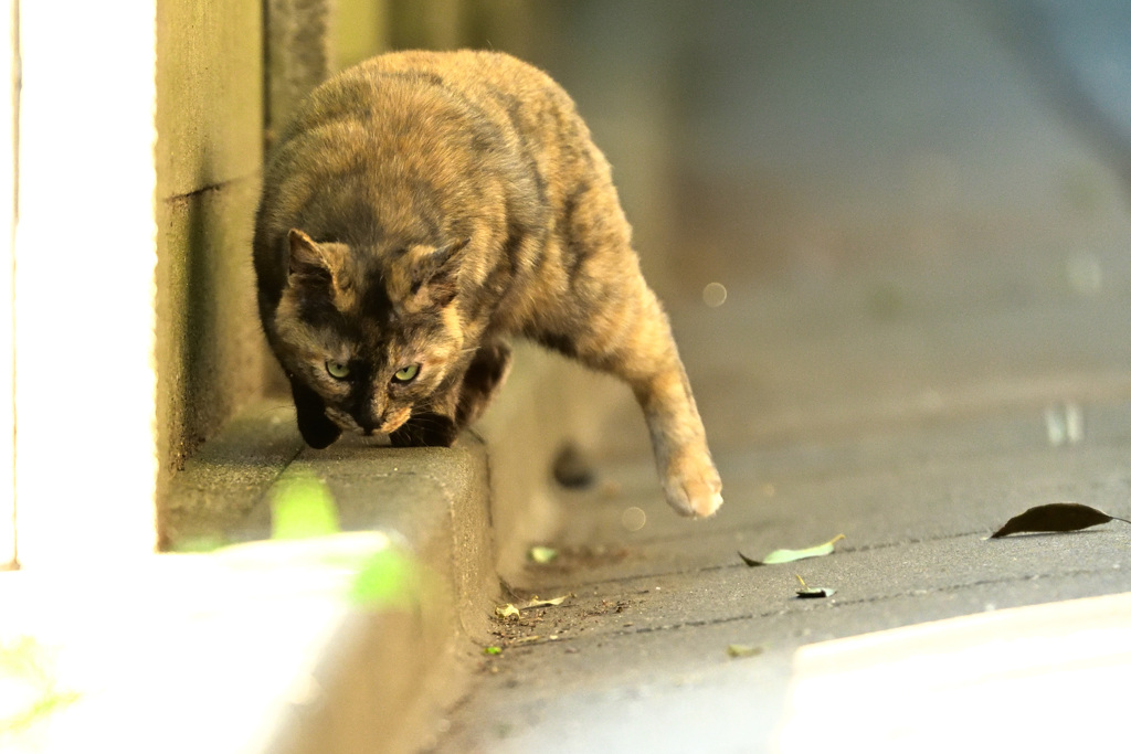 抜き足差し足・・