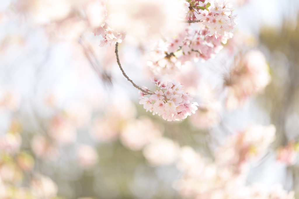 春爛漫