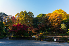 近所の公園2025秋