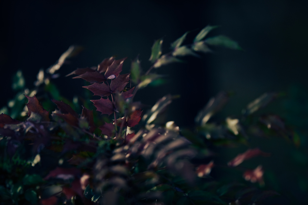 柊