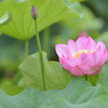 蓮（不忍池）