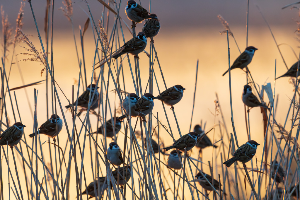鈴なりの雀さん達