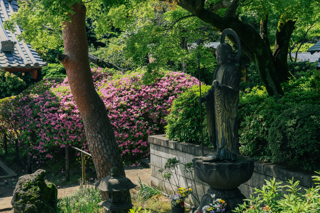 花咲く寺（護国寺）１０