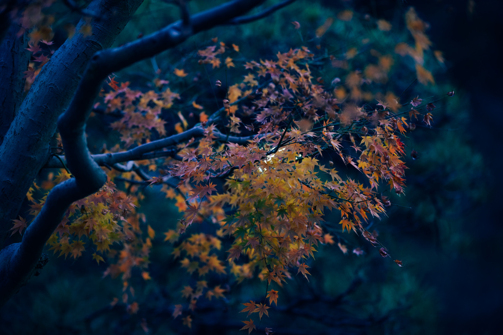 冬紅葉３