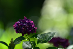 紫陽花（明月院にて）