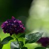 紫陽花（明月院にて）