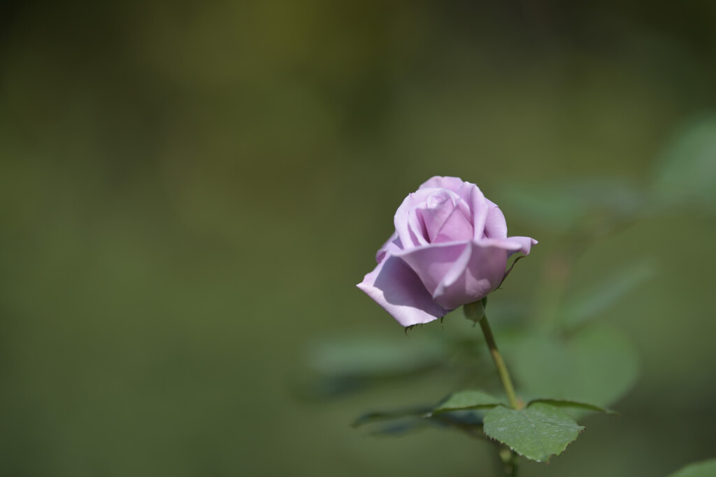 秋薔薇