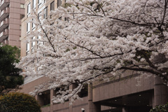 神谷町の桜４