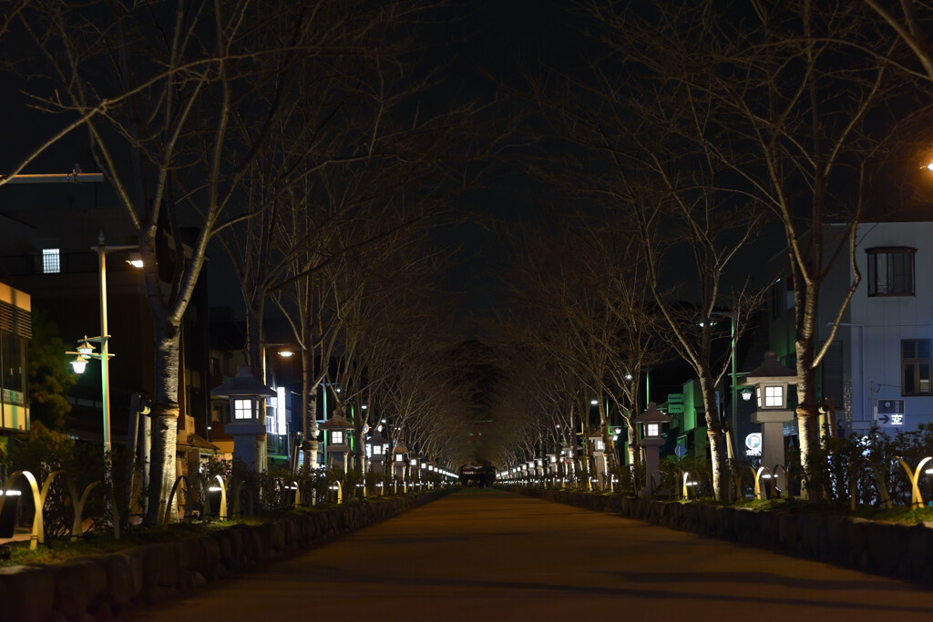鶴岡八幡宮・若宮大路（段葛）