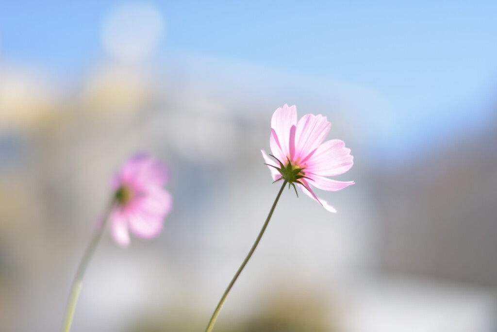 秋桜2020
