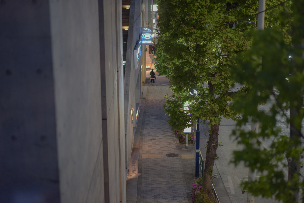 街路樹
