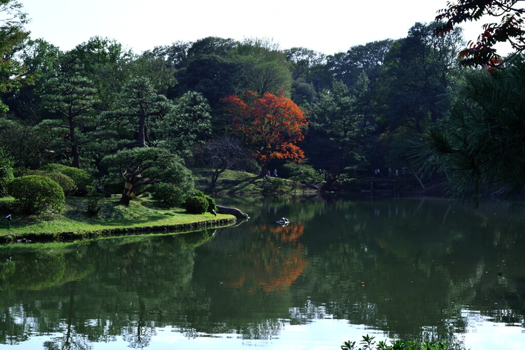 六義園2017秋